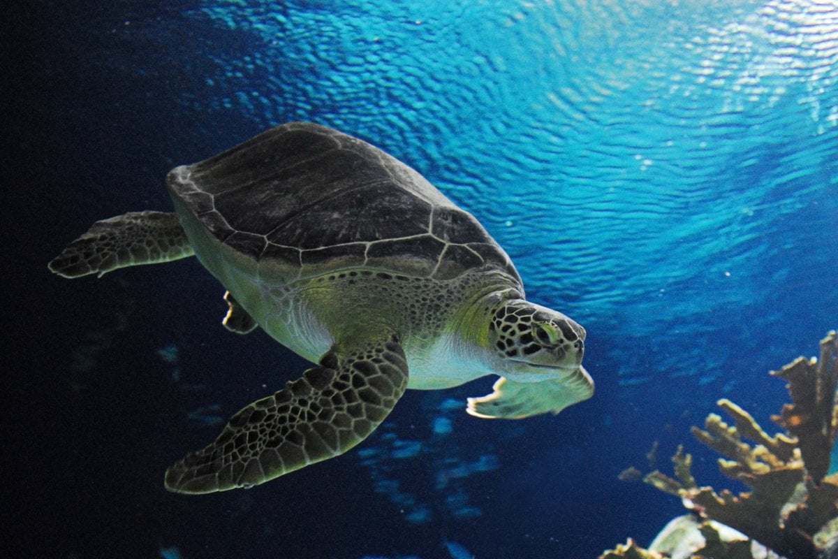 Omaha's Henry Doorly Zoo and Aquarium - Gallery Image 1